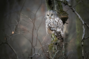 Ural owl ( Strix uralensis ) close up
