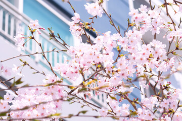 Fototapeta premium 도심속의 벚꽃