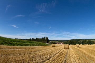 Fototapeta premium Harvest field in the nature
