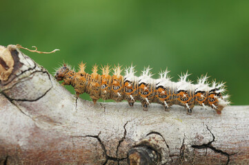 Closeup on the spiky caterpillar of the Comma butterfly, Polygonia c- album sitting on a twig