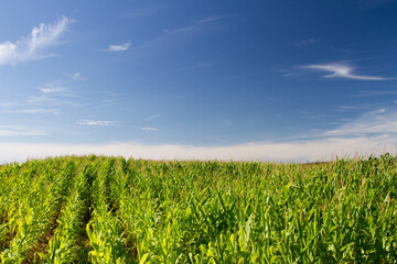 Maize field in the nature