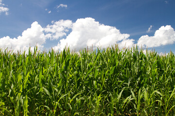 Maize field in the nature