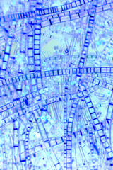 Blue outlines of algae filaments in pond water in Connecticut.