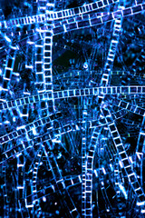 Blue outlines of algae filaments in pond water in Connecticut.