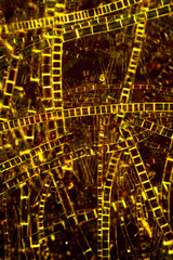 Golden filaments of a green algae in pond water.