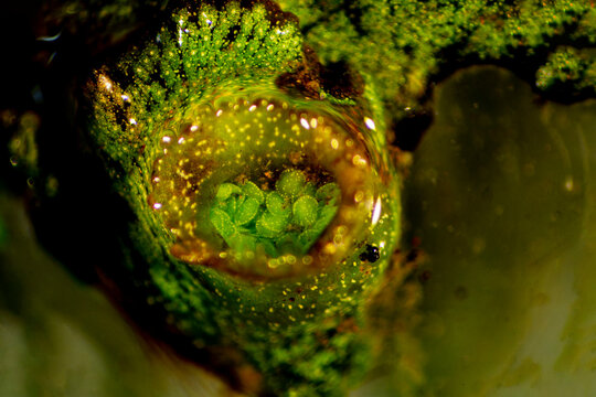 Gemmae cup of Marchantia polymorpha in Broad Brook, Connecticut.