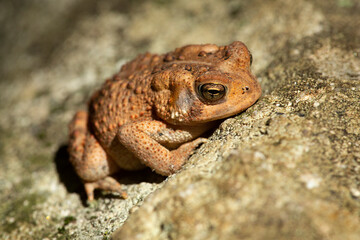 American toad sunning on a rock at Blackledge Falls, Connecticut.