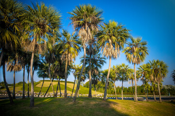 Fototapeta premium Coconut palm trees in a public park at ChiangMai, Thailand