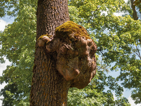 Oak Tree Tumors