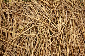 Texture of Dry Straw