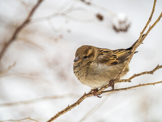 Sparrow sits on a branch without leaves.