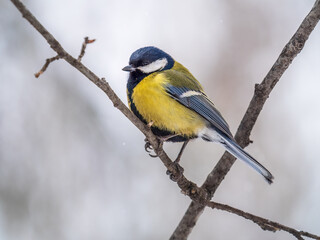 Cute bird Great tit, songbird sitting on a branch without leaves in the autumn or winter.
