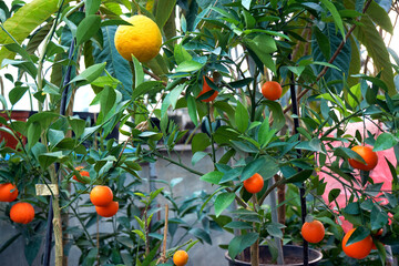 Growing various citrus plants in a greenhouse - 558296589