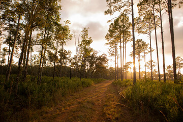 sunset in the pine savannah