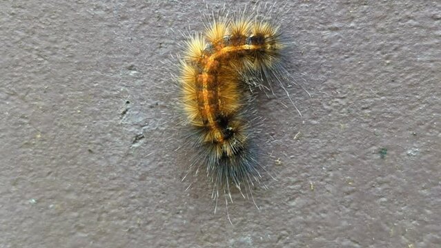 a hairy caterpillar insect larvae crawling on a wall with the body wave movement using muscles against gravity