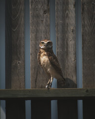 eagle owl on a fence