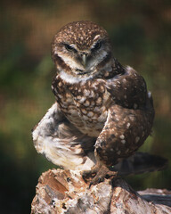 eagle owl on a branch