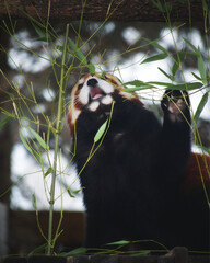 red panda eating bamboo