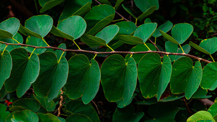 close up of green leaves