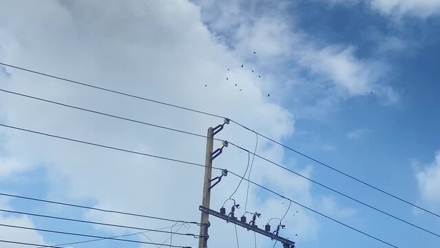 A flock of birds circles above power lines on a sunny cloudy day.