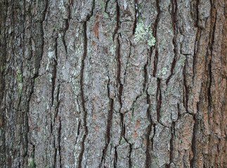Fototapeta premium texture of old tree bark as background