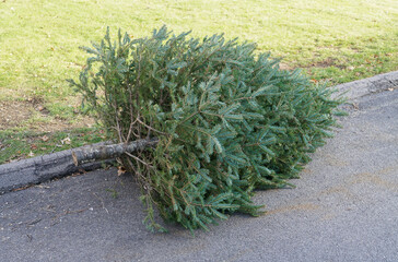 close up on used disposed Christmas tree laying at curbside