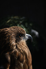 side of Black kite