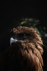 Black Kite, bird of prey