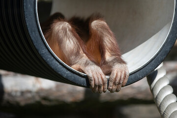 Baby orangutan plays at the zoo - obrazy, fototapety, plakaty