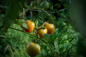 tomatoes are fruiting on the tree