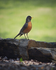 robin on the branch