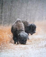 american bison in winter