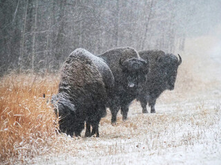 american bison in park