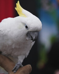 close up of a white parrot
