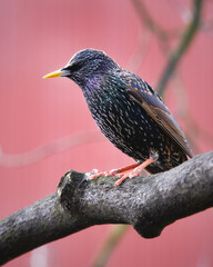 Common Starling