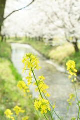 杭瀬川の土手に咲く桜と菜の花
