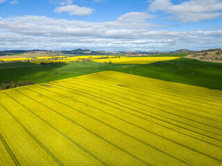 Canola fields and rolling hills countryside scenery - 558306376