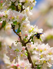 Blue bumblebee on a blossoming sakura tree. Beautiful spring landscape of wild nature.