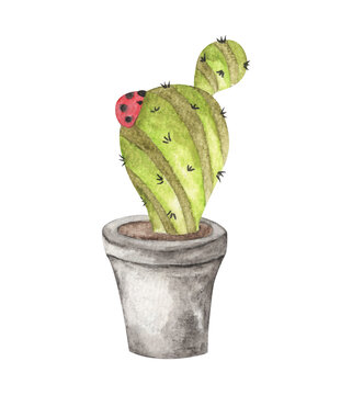 Cactus in pot. Watercolor illustration.