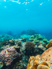 corales