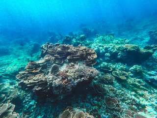 corales