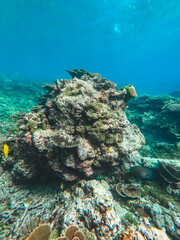 Fototapeta na wymiar corales
