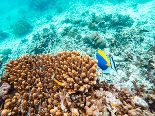 bajo el mar