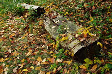 朽ちたベンチと落ち葉