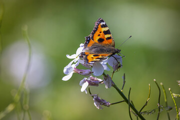 small tortoiseshell butterfly on white, sweet rocket flower 