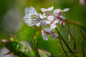 butterfly on white sweet rocket