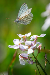 butterfly in flight over white sweet rocket  flower