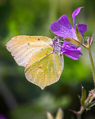 common Brimstone butterfly on purple flower