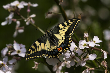 close up of a swallowtail butterfly on white sweet rocket  flower