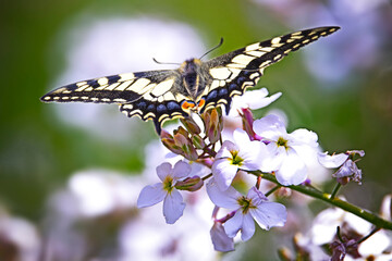 close up of a swallowtail butterfly on white sweet rocket  flower
